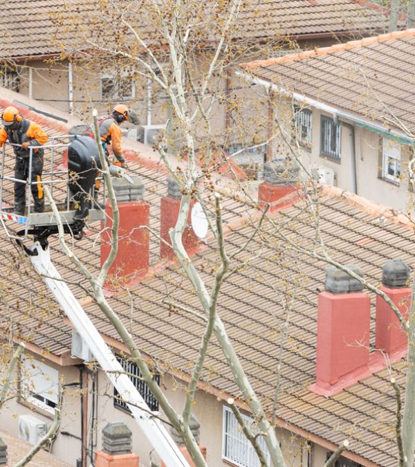 two workers on a forklift are pruning the high branches of a tree in a residential area of the city.